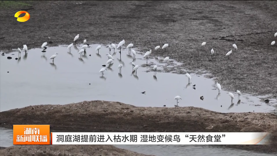 湖南洞庭湖提前进入枯水期 湿地变候鸟“天然食堂”