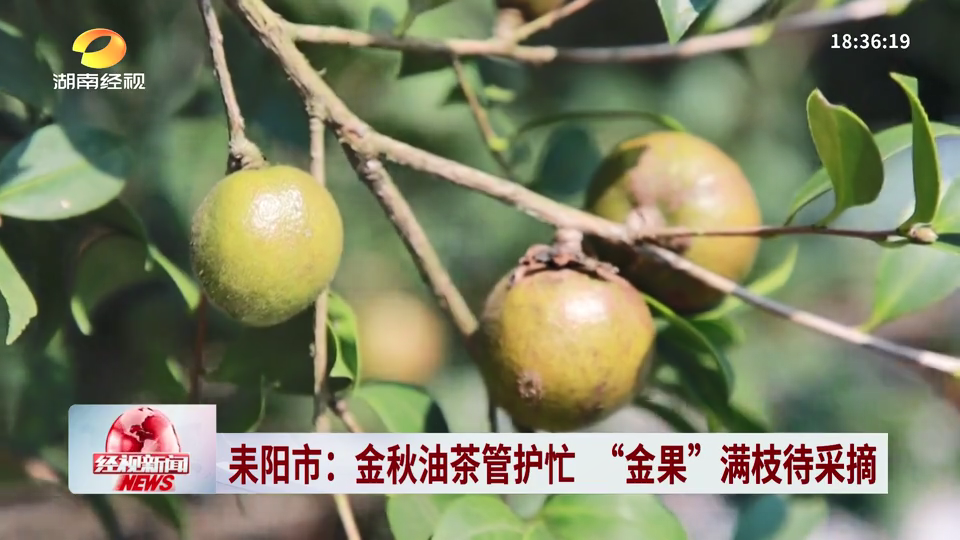 湖南耒阳市:金秋油茶管护忙 “金果”满枝待采摘