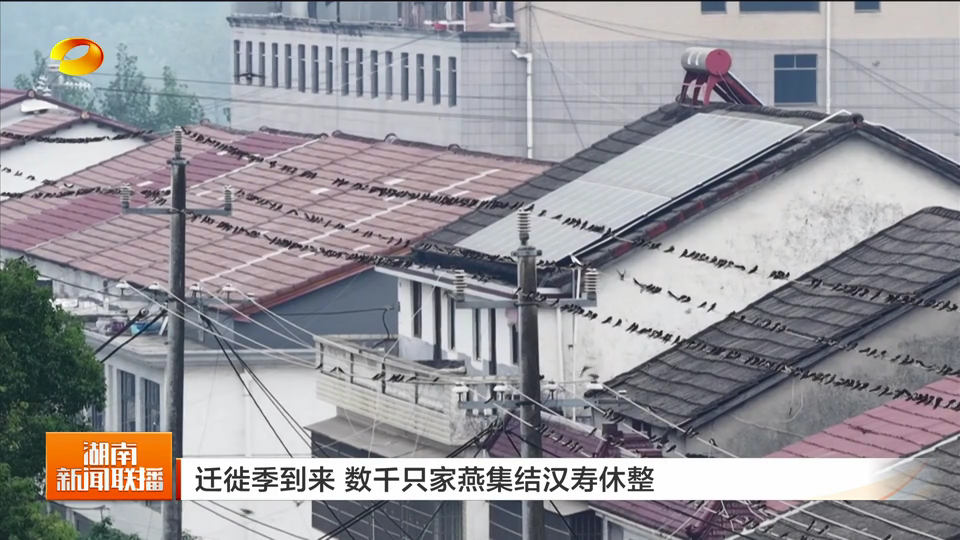 迁徙季到来 数千只家燕集结湖南汉寿休整