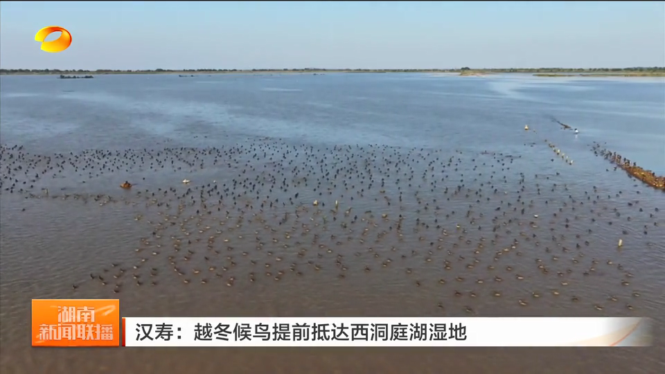 湖南汉寿：越冬候鸟提前抵达西洞庭湖湿地