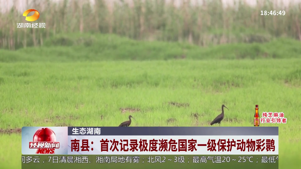 湖南南县：首次记录极度濒危国家一级保护动物彩鹮
