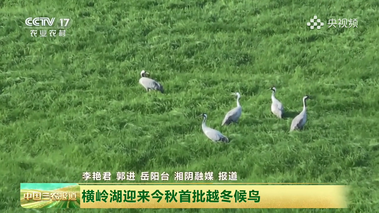 湖南岳阳横岭湖迎来今秋首批越冬候鸟