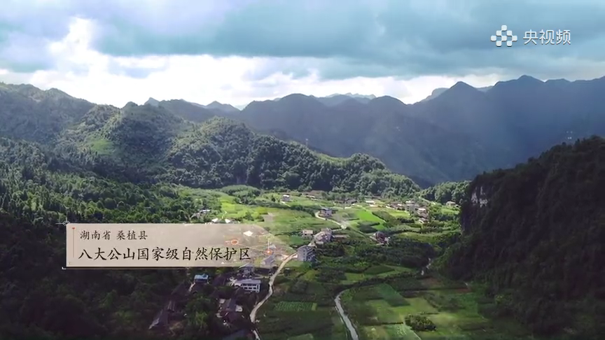 《不如去看一棵树》丨湖南桑植珙桐王