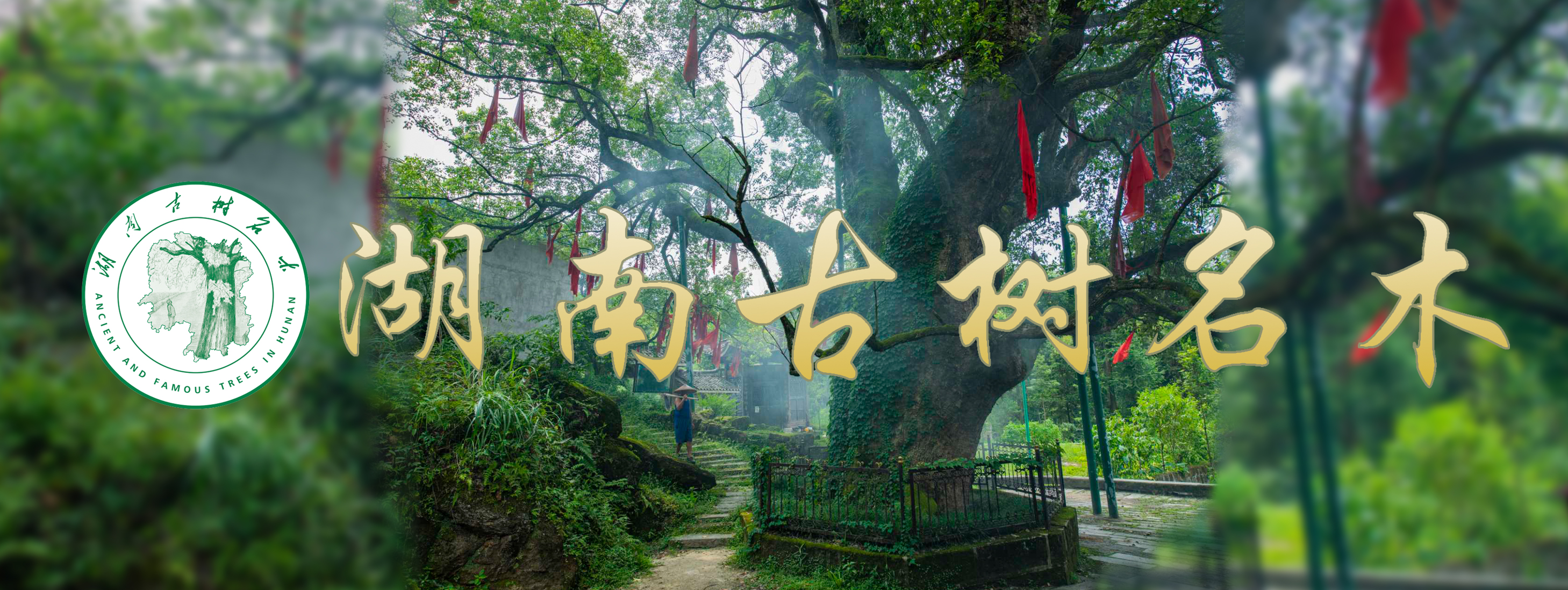 湖南古树名木