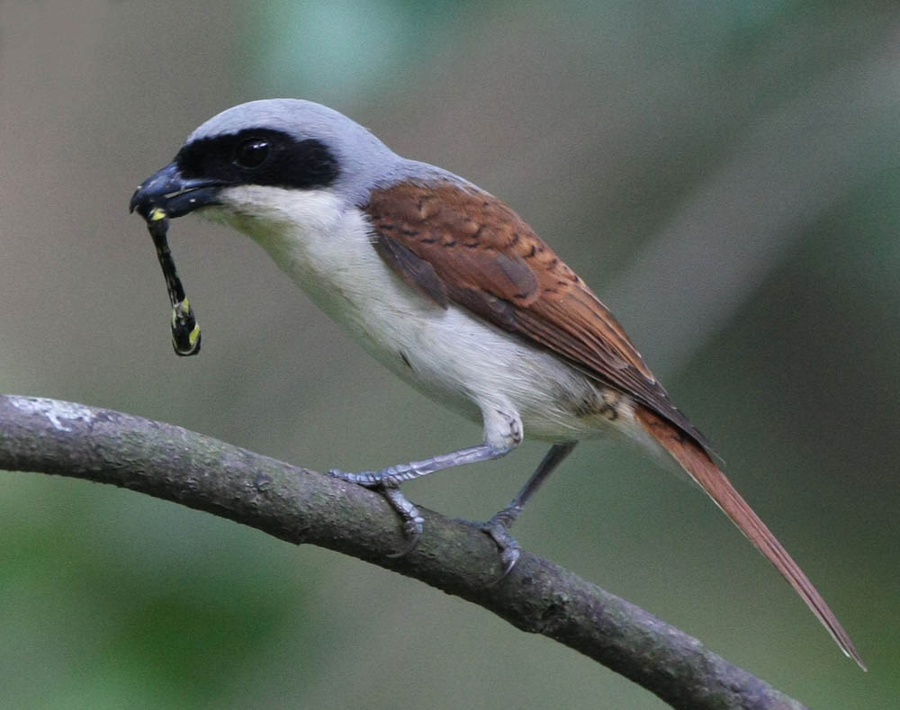 虎紋伯勞(學名:lanius tigrinus)